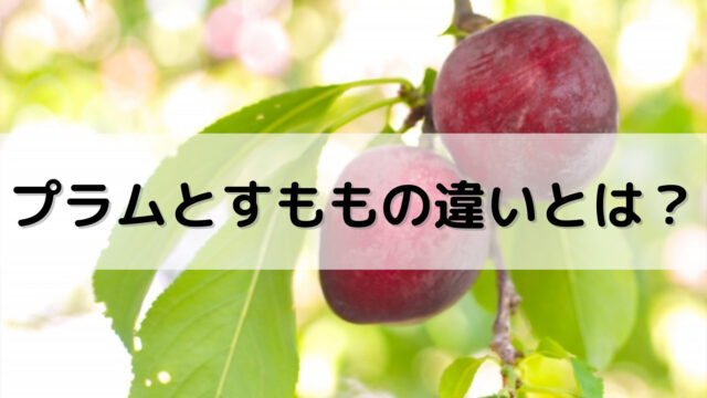 プラムの皮は食べられるの 皮の剥き方や食べ過ぎるとどうなるかを解説 Yakudatiサイクル