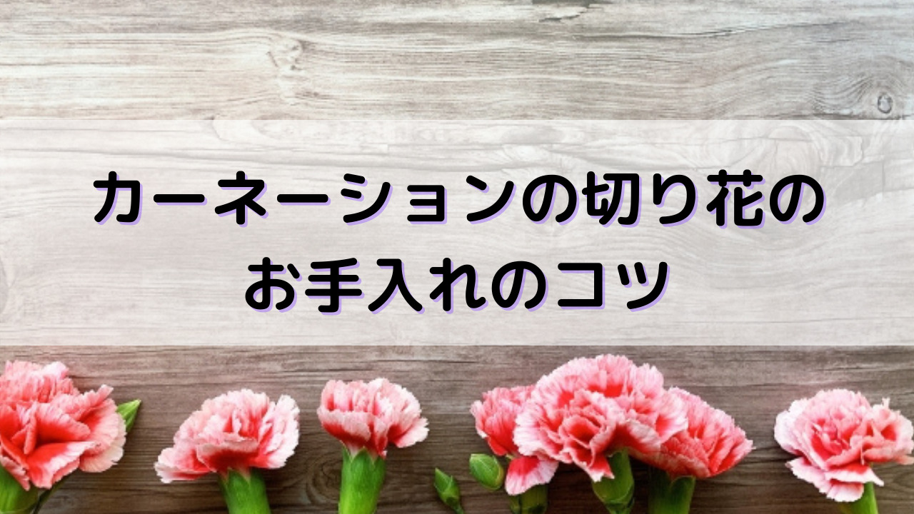 カーネーションの切り花を長持ちさせる方法 Yakudatiサイクル