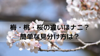 さくらんぼの茎 ヘタ を結ぶ意味とは きれいに結ぶ方法を紹介 Yakudatiサイクル