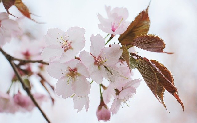 梅 桃 桜の違いは 一目で簡単に見分ける方法 Yakudatiサイクル